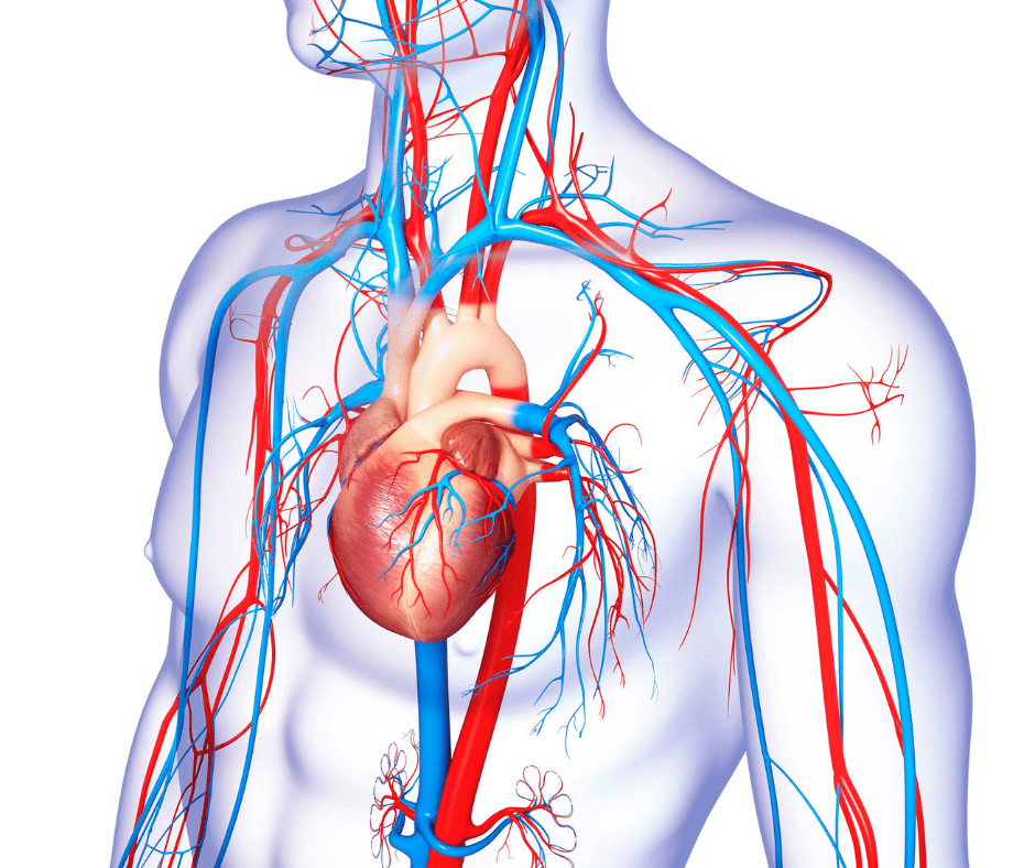 Wskaż Czynniki Zwiększające Ryzyko Wystąpienia Chorób Układu Krążenia WITAMINA D: jej niedobór jest ryzykiem chorób układu krążenia - Diather