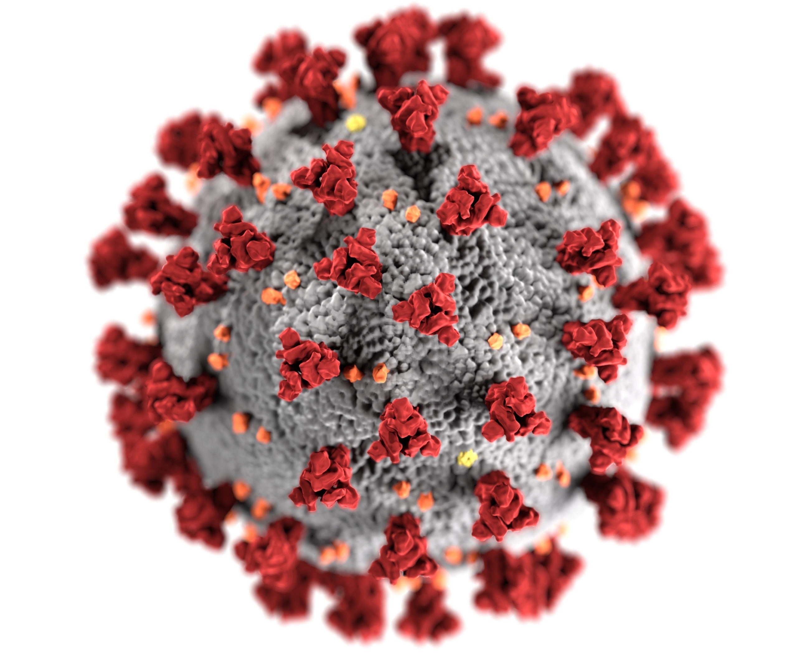wizualizacja koronawirusa SARS-CoV-2